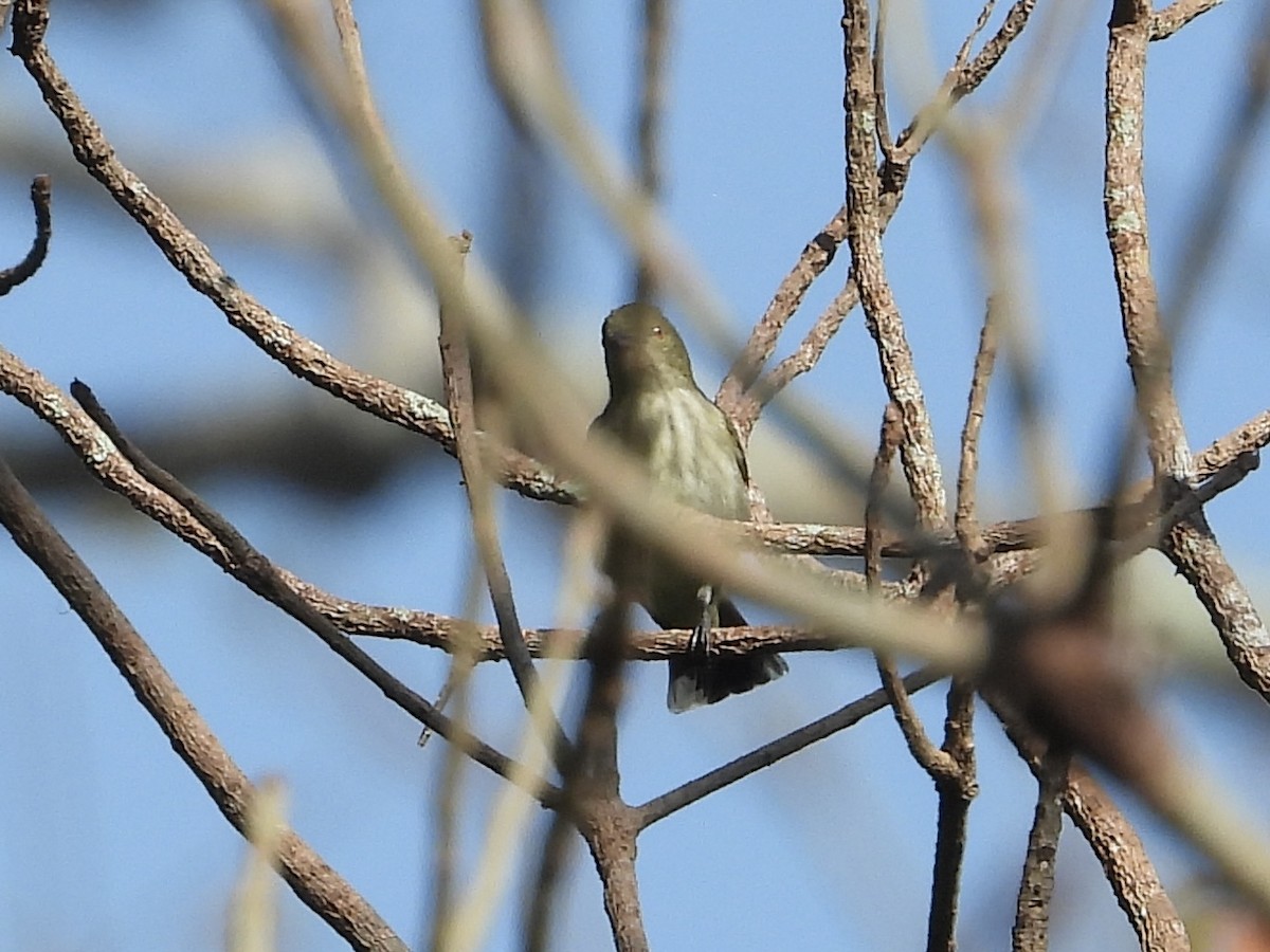 Thick-billed Flowerpecker - ML628351575