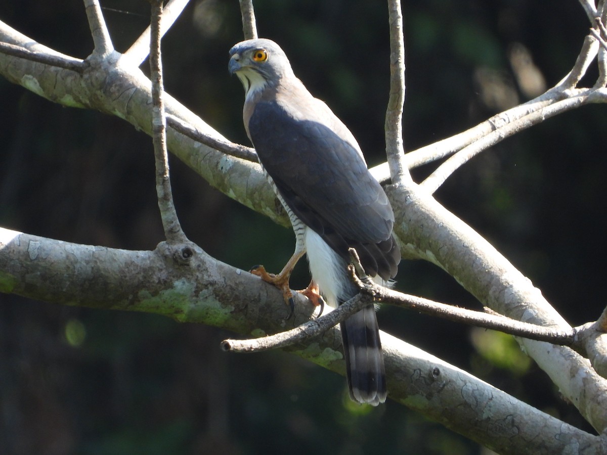 Crested Goshawk - ML628351586