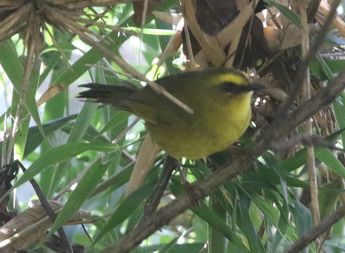 Parodi's Hemispingus - ML628351588