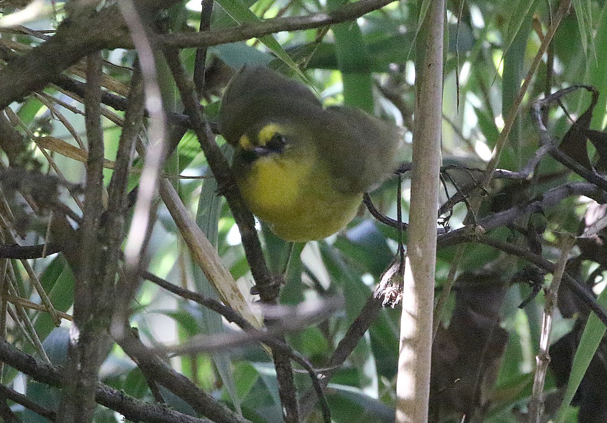 Parodi's Hemispingus - ML628351589