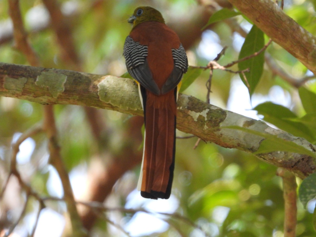 Orangebauchtrogon - ML628351594