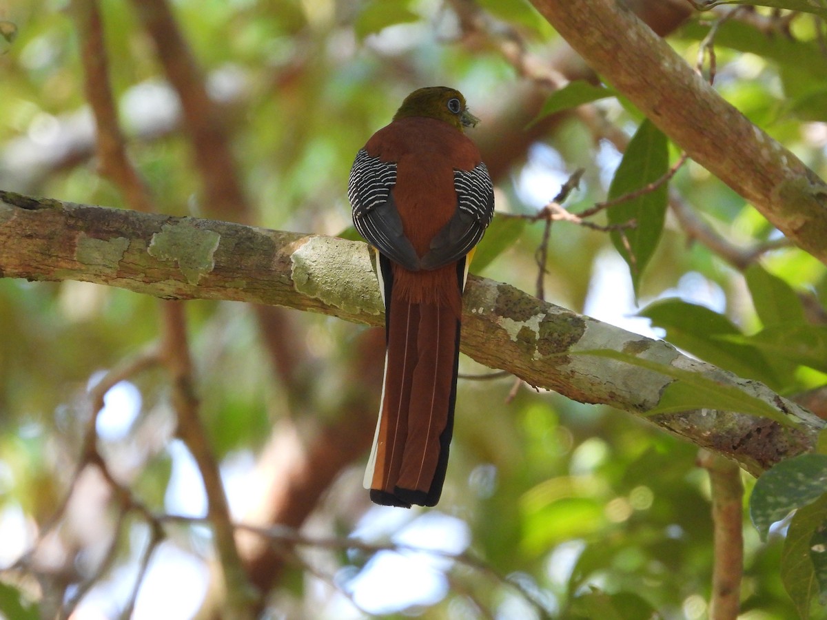 Orangebauchtrogon - ML628351595