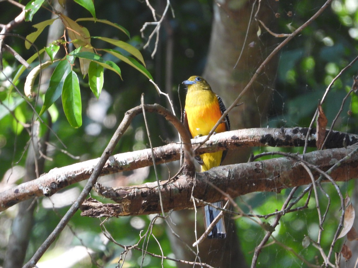 Orangebauchtrogon - ML628351596