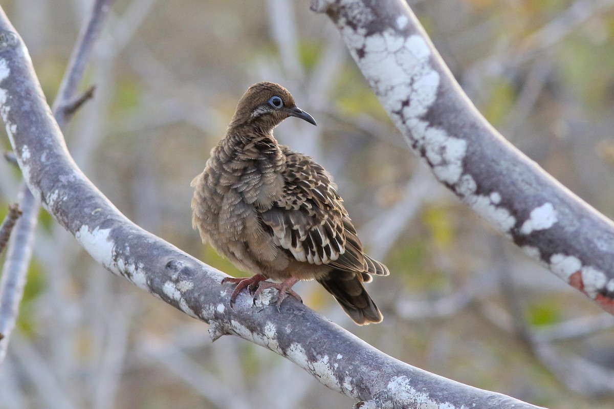 Galapagos Dove - ML62835161