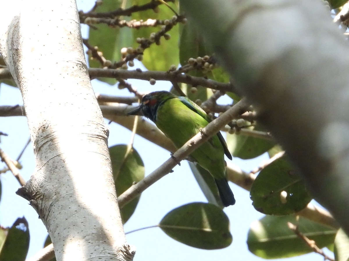 Blue-eared Barbet - ML628351618