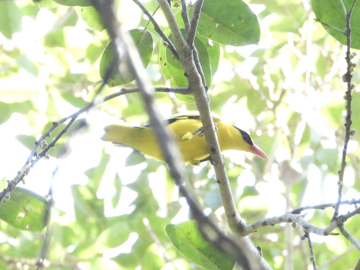 Black-naped Oriole - ML628351642