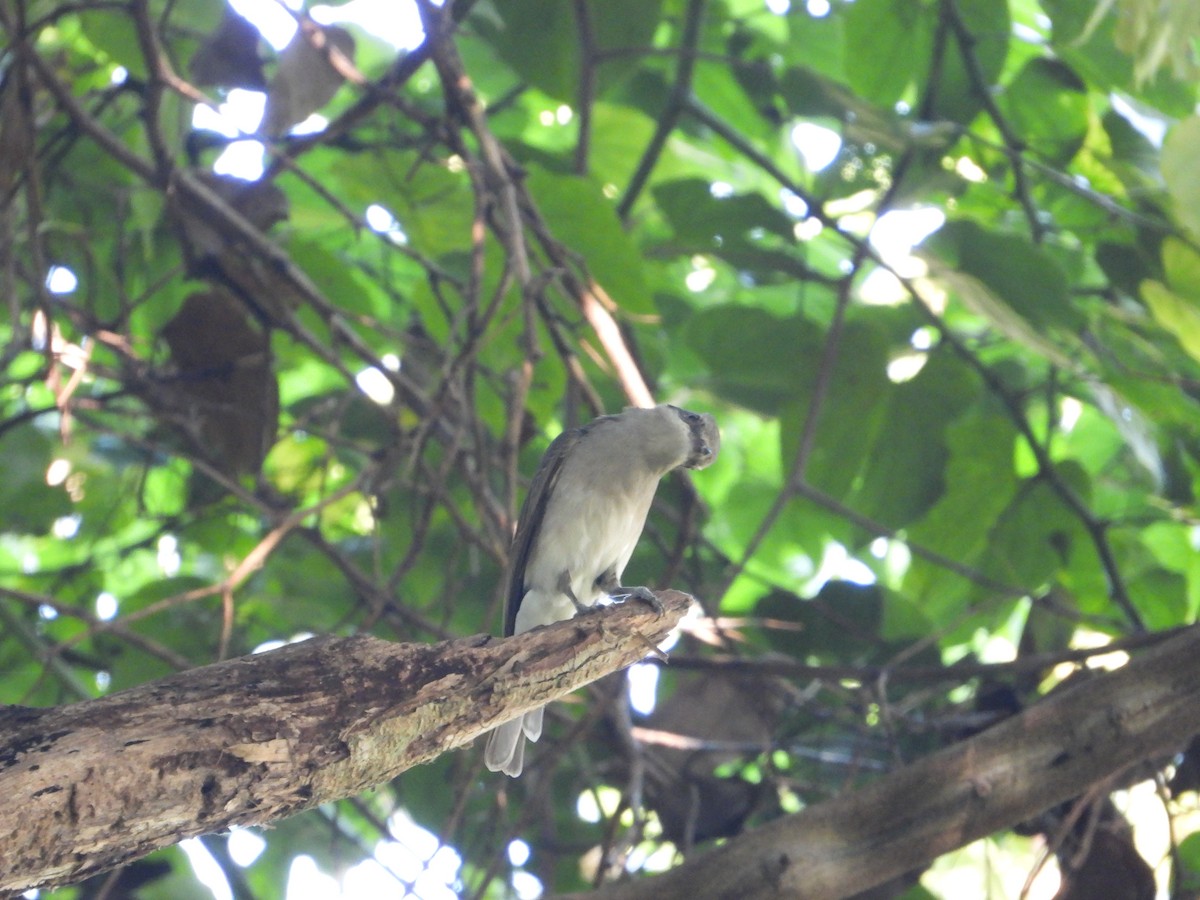 Large Woodshrike - ML628351649