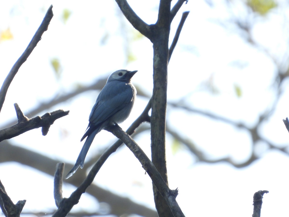 Ashy Drongo (White-cheeked) - ML628351656