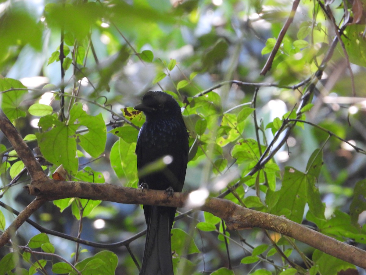 Greater Racket-tailed Drongo - ML628351671