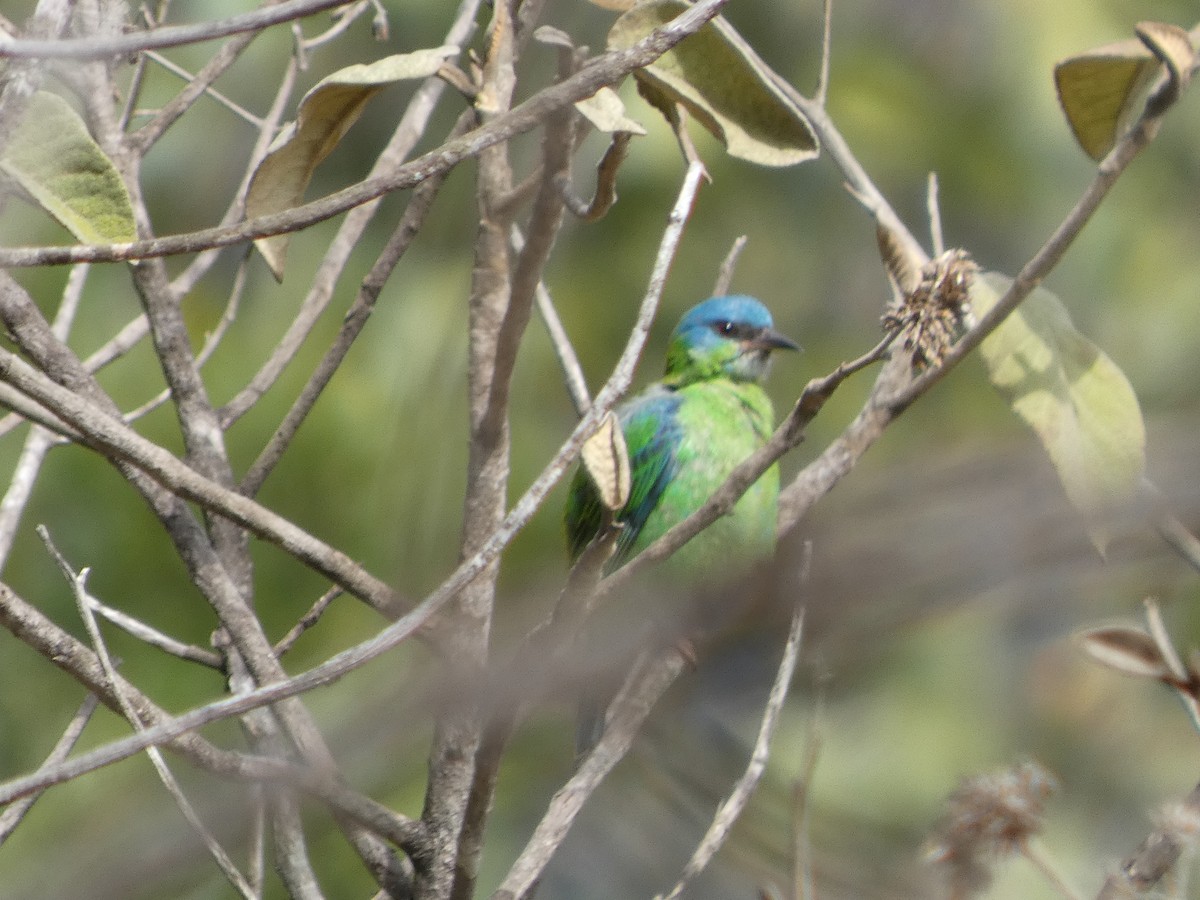 Blue Dacnis - ML628351678