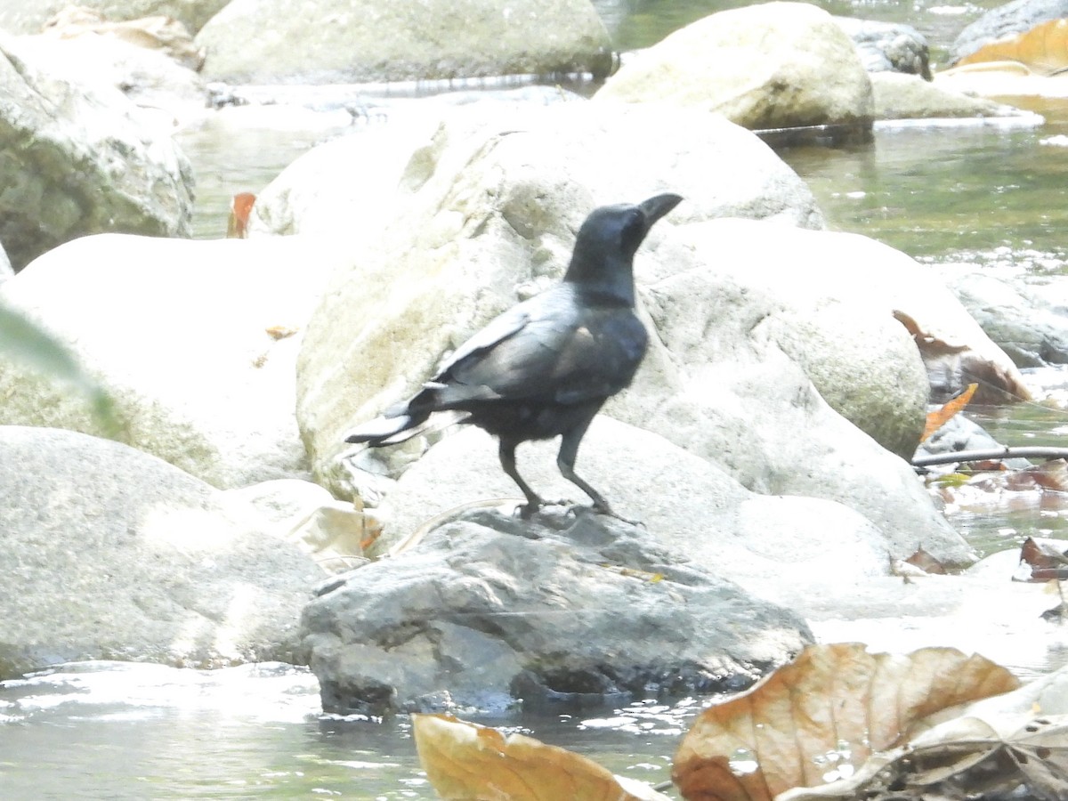 Large-billed Crow - ML628351682