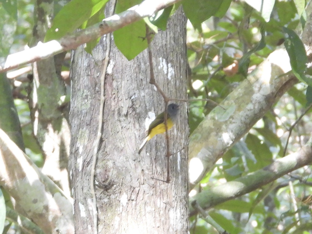 Gray-headed Canary-Flycatcher - ML628351697