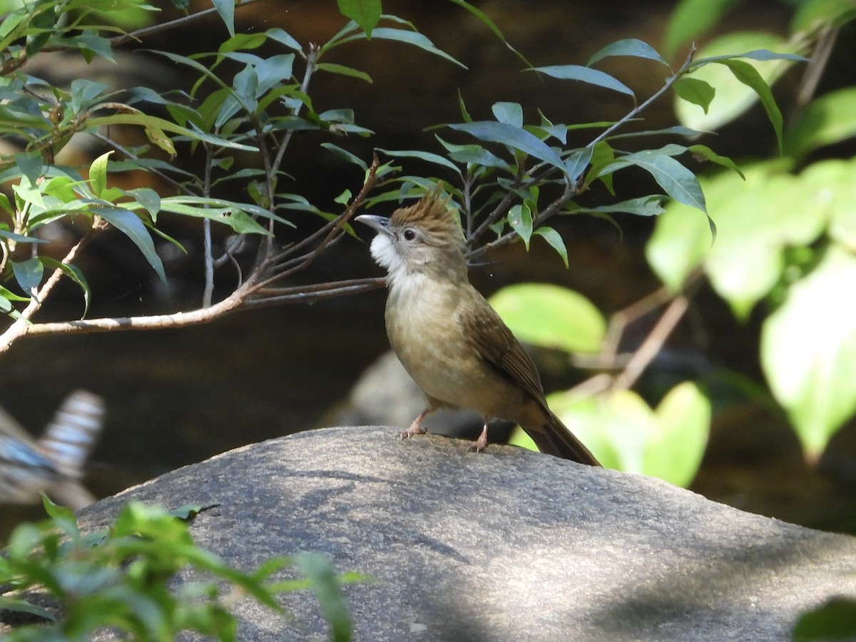 Ochraceous Bulbul - ML628351703