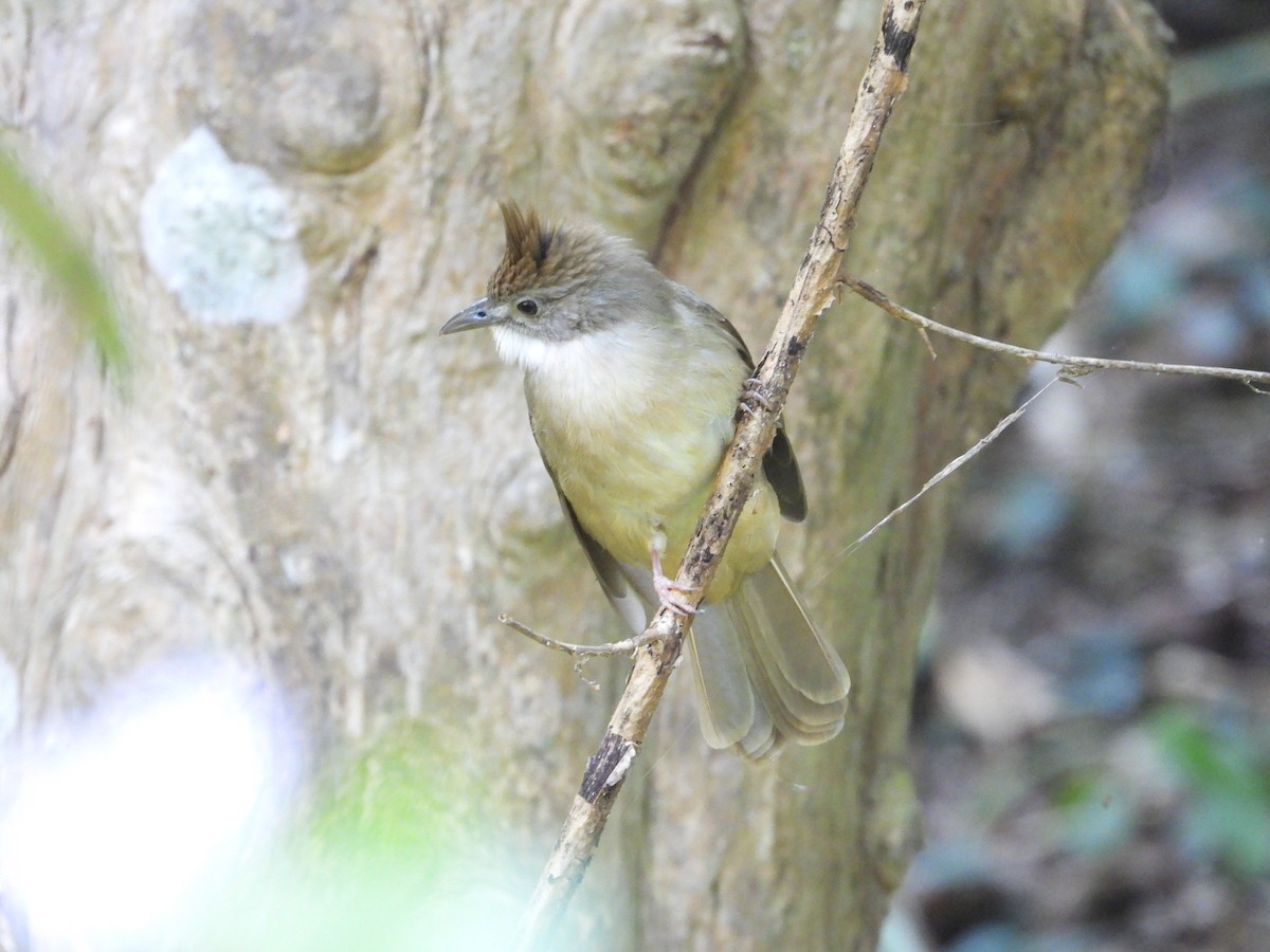 Ochraceous Bulbul - ML628351704