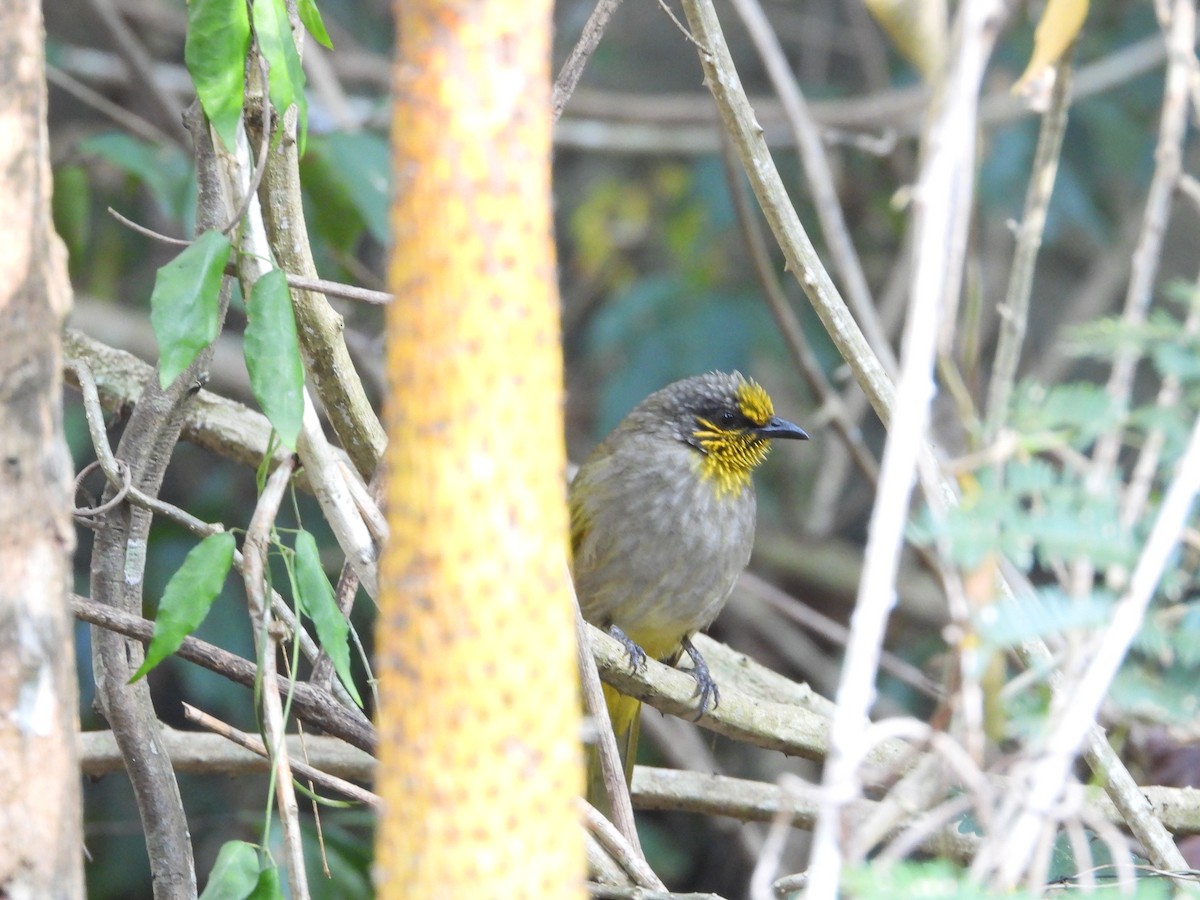 Stripe-throated Bulbul - ML628351748