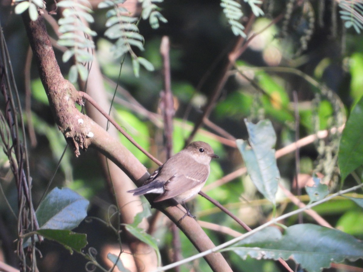 Taiga Flycatcher - ML628351759