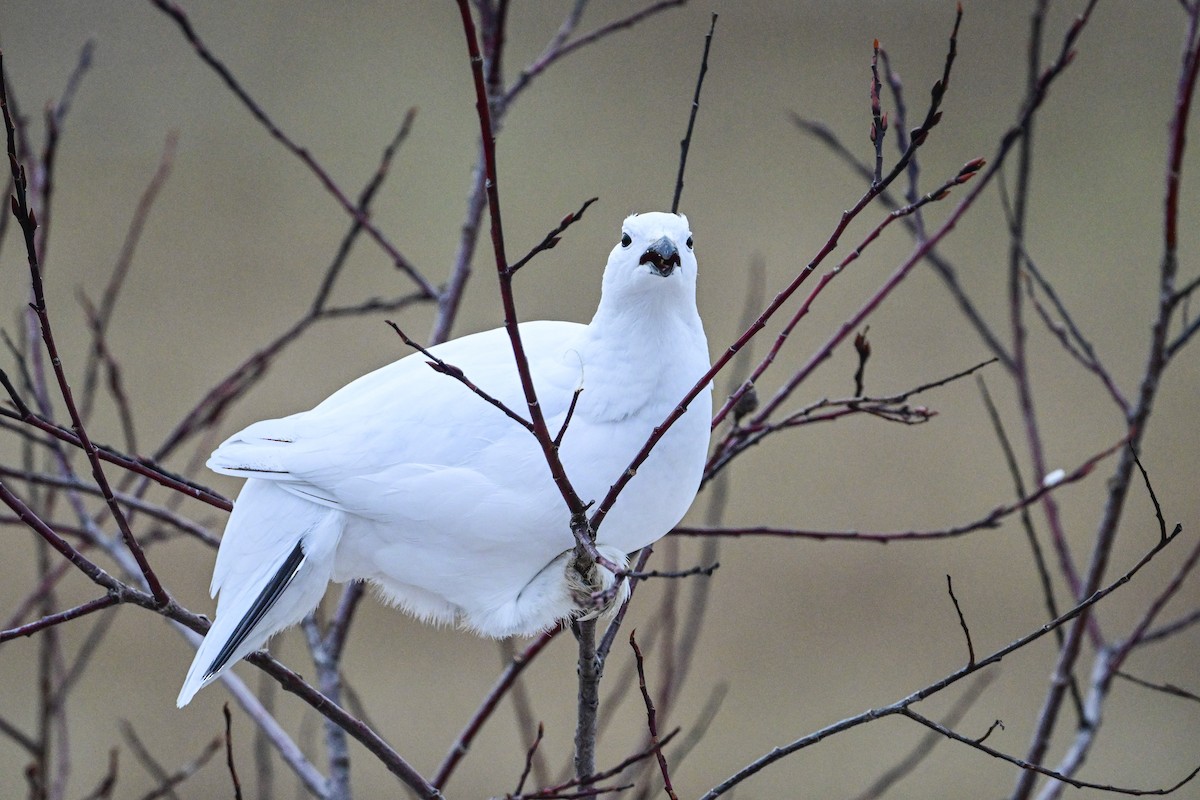 Willow Ptarmigan - Serg Tremblay