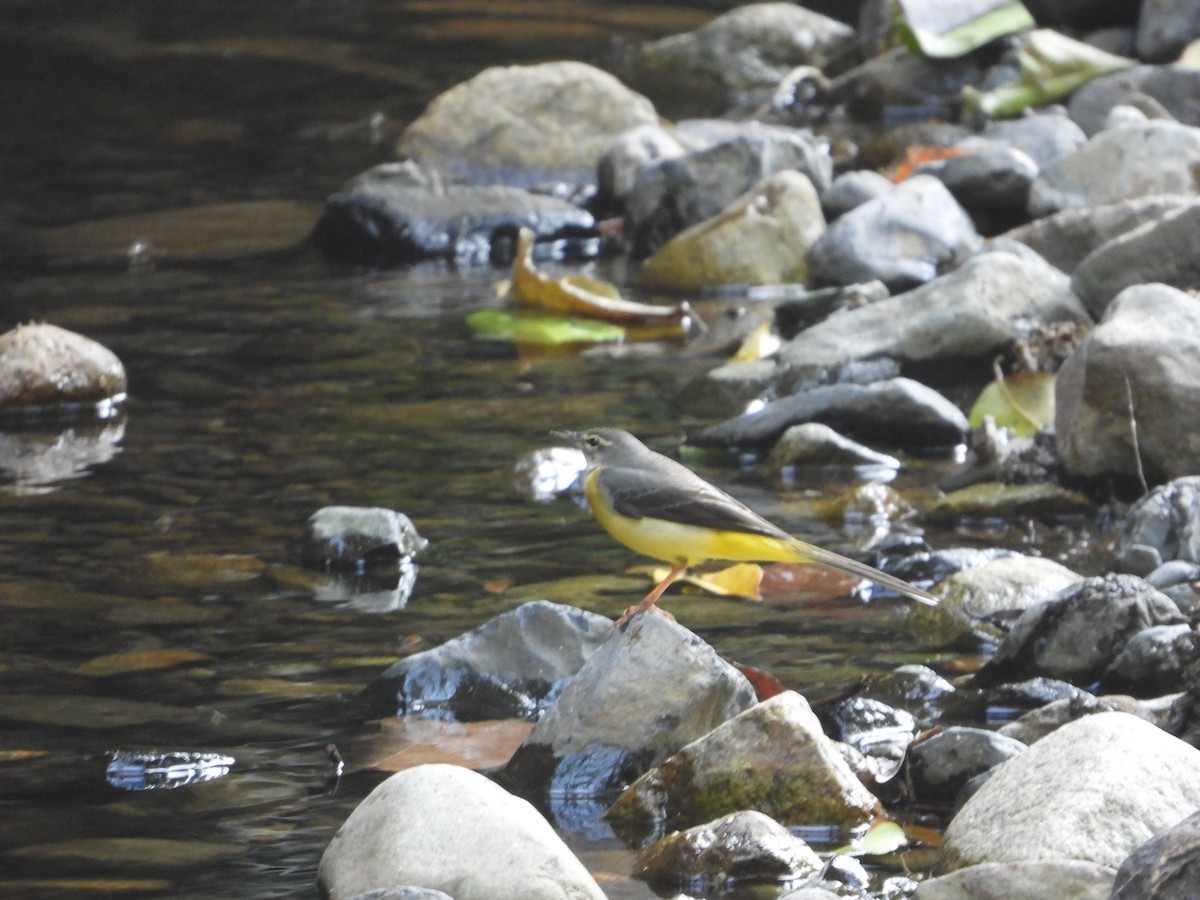 Gray Wagtail - ML628351791