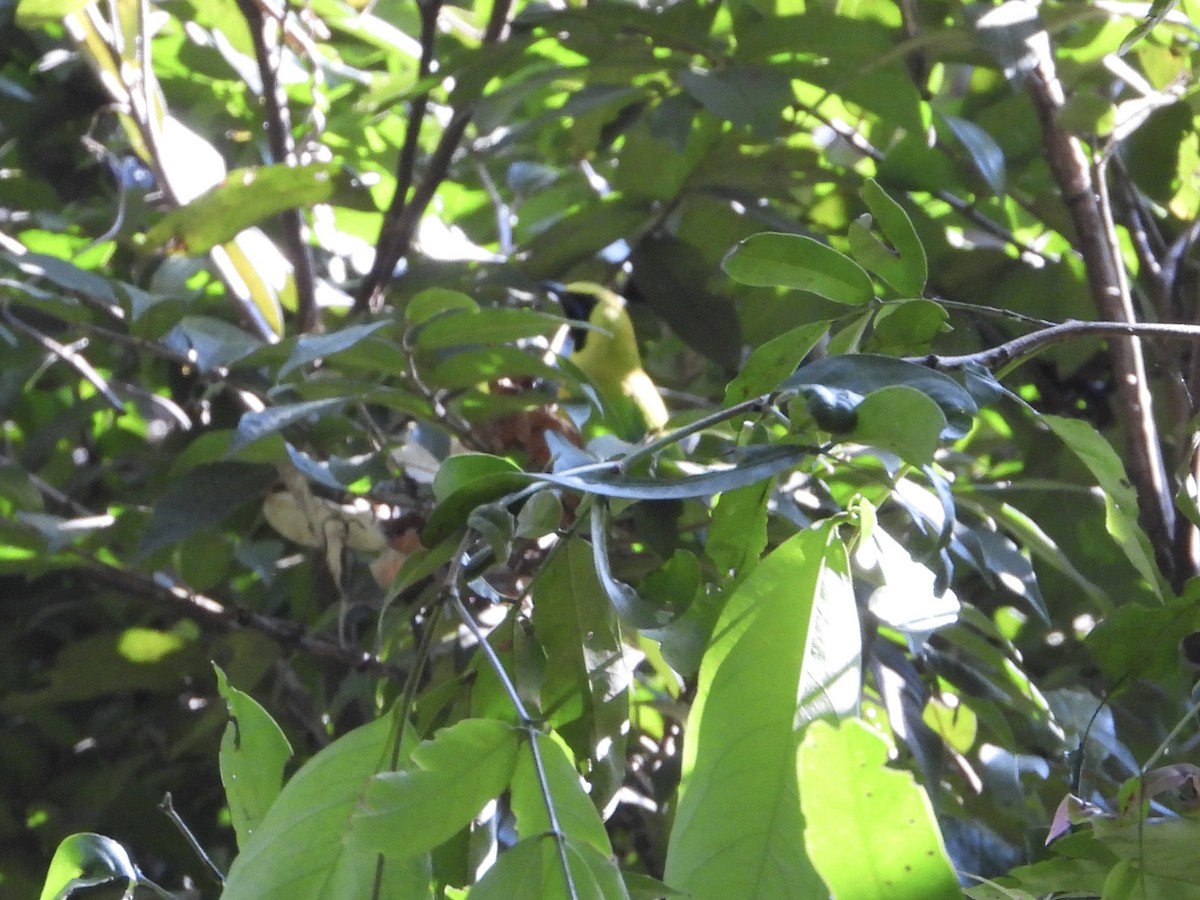 Blue-winged Leafbird - ML628351799