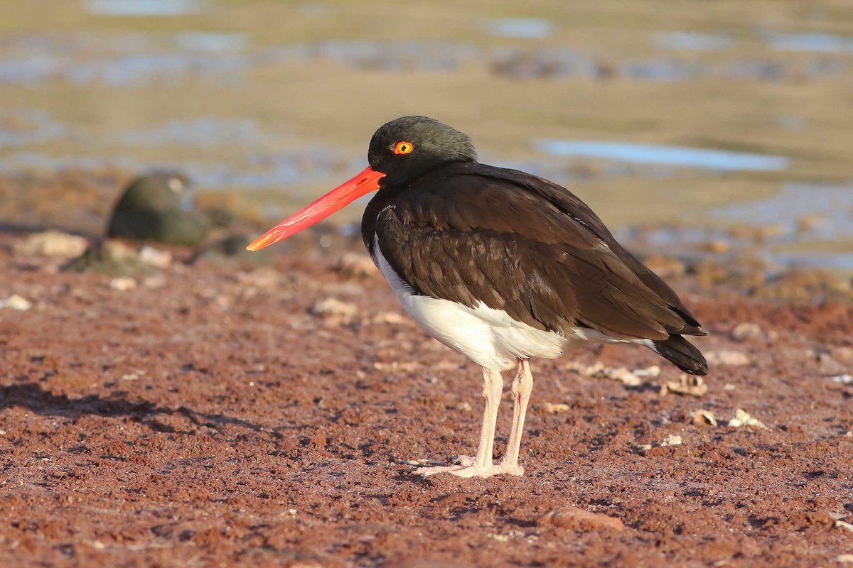 American Oystercatcher - Michael O'Brien