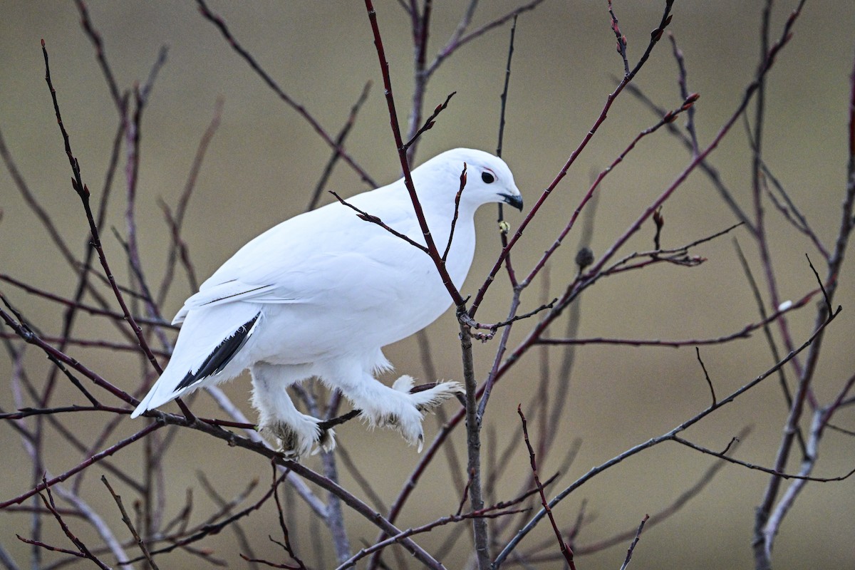 Willow Ptarmigan - Serg Tremblay