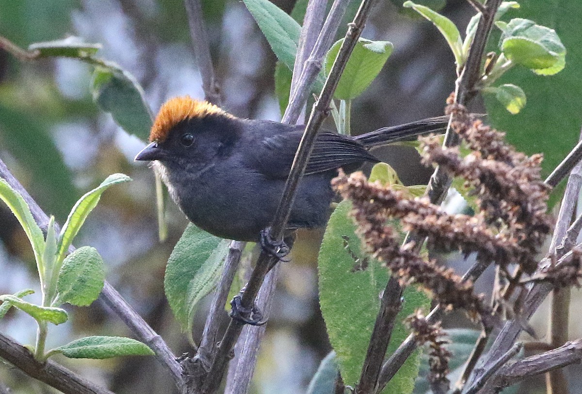 Cuzco Brushfinch - ML628351910