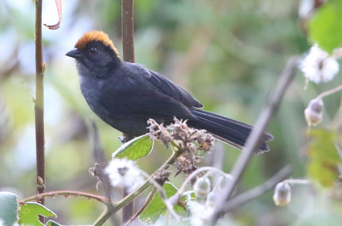 Cuzco Brushfinch - ML628351911