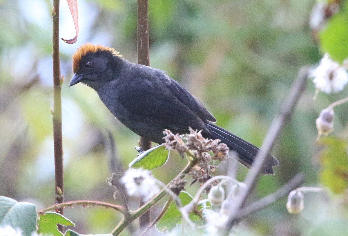 Cuzco Brushfinch - ML628351912