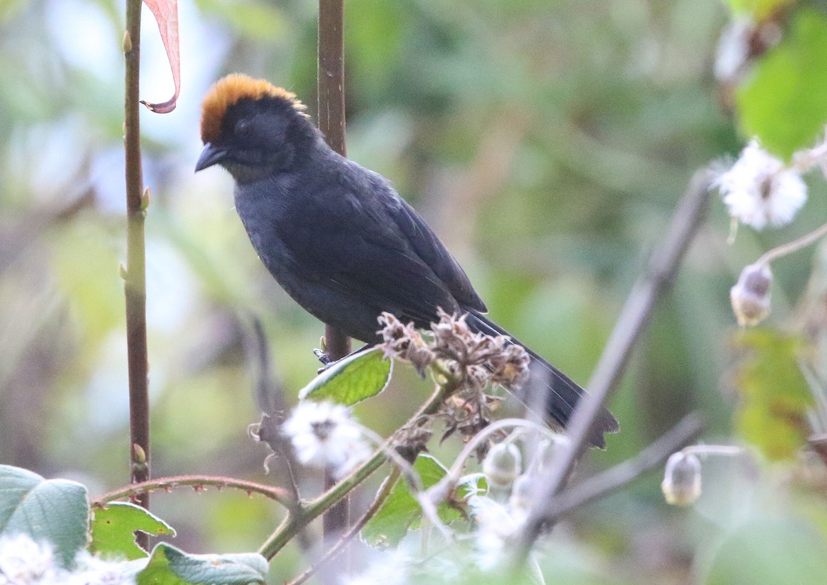 Cuzco Brushfinch - ML628351913