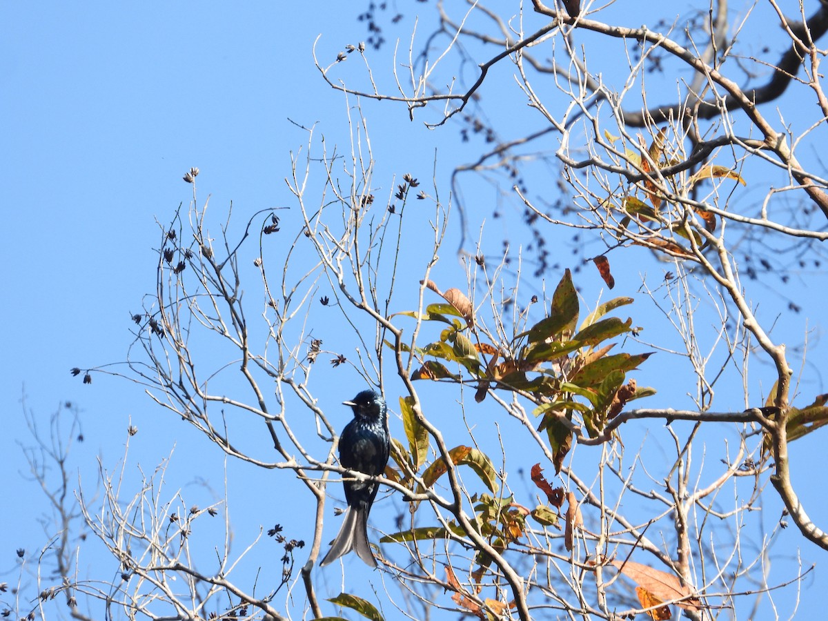 Bronzed Drongo - ML628351921