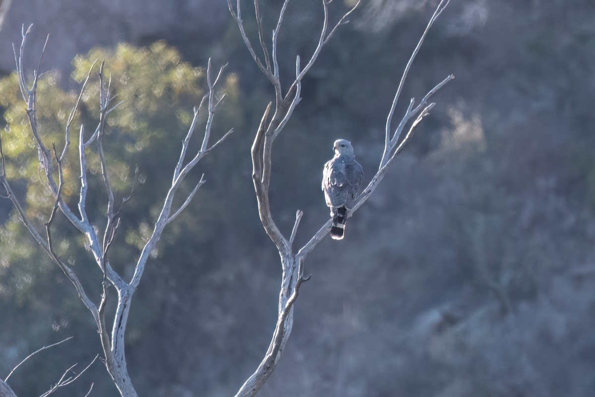 Gray Hawk - ML628352560