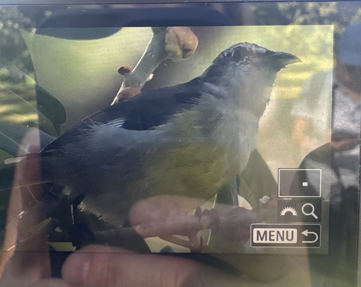 Bananaquit - ML628352561