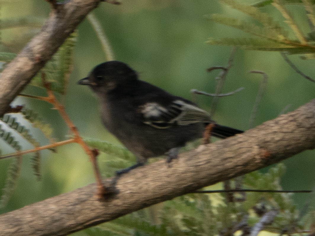 Southern Black-Tit - ML628352718