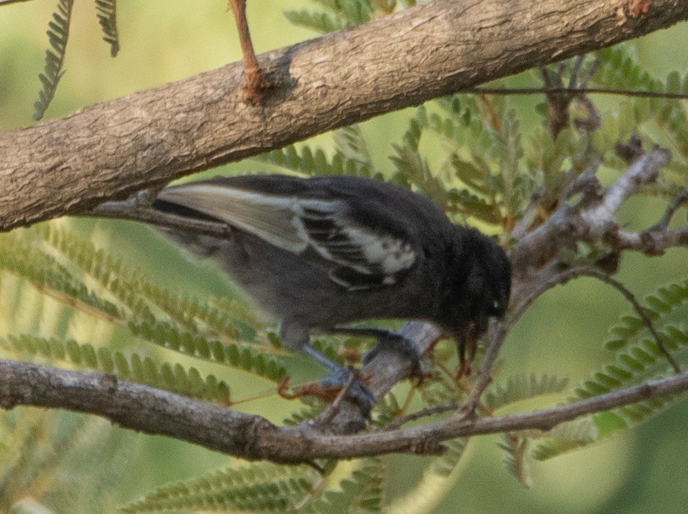 Southern Black-Tit - ML628352719