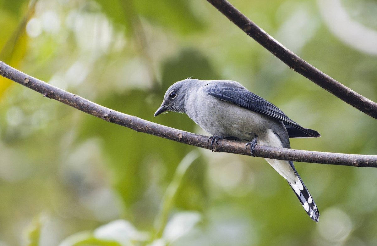 Black-winged Cuckooshrike - ML628352803