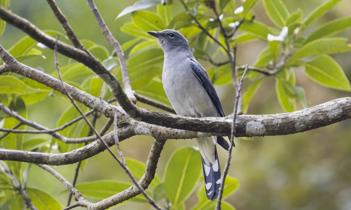 Black-winged Cuckooshrike - ML628352804