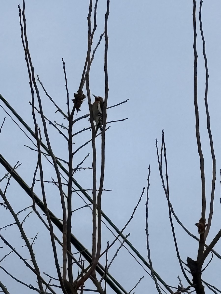 Red-breasted Sapsucker - ML628352865