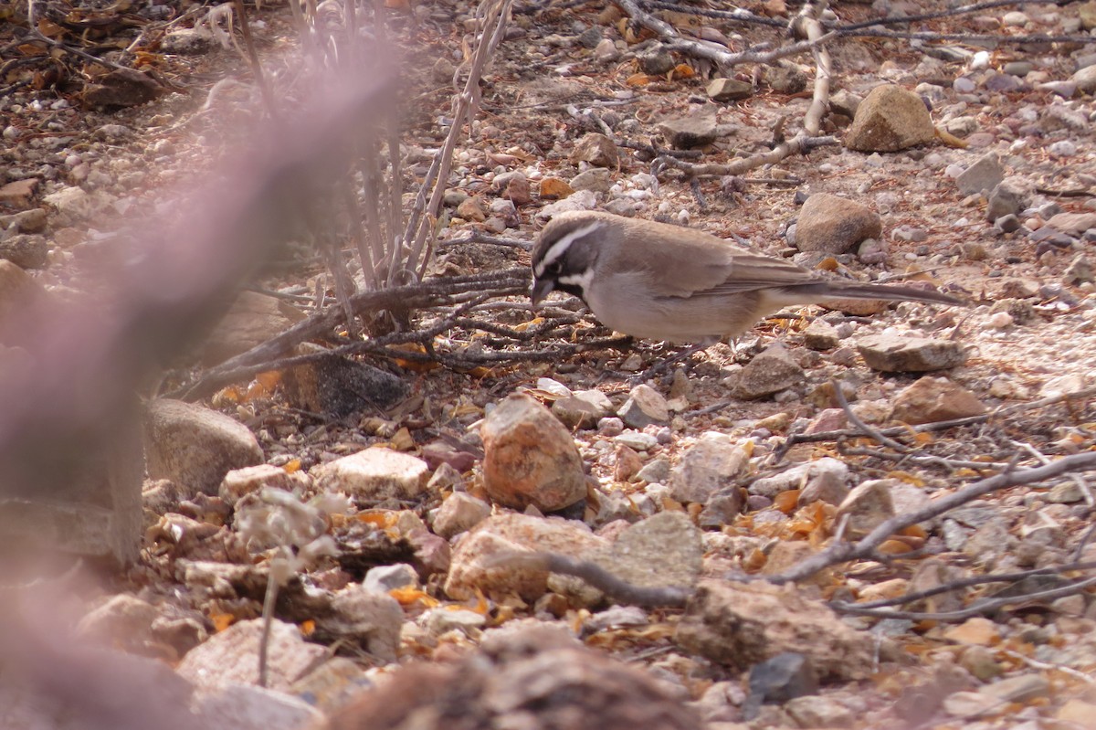 Black-throated Sparrow - ML628353060