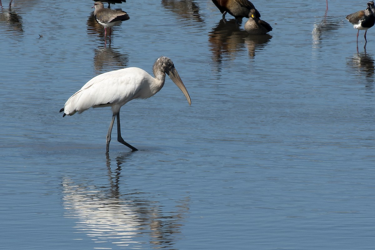 Wood Stork - ML628353091
