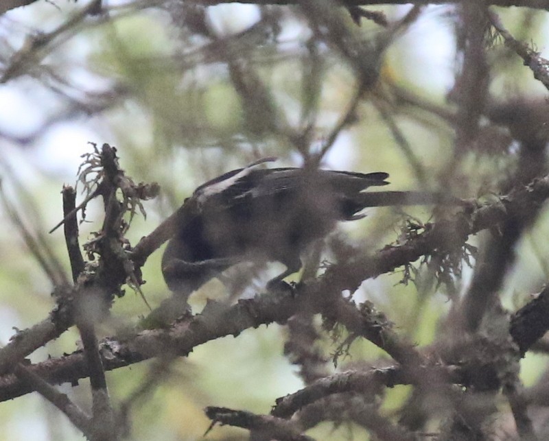 Southern Black-Tit - ML628353232