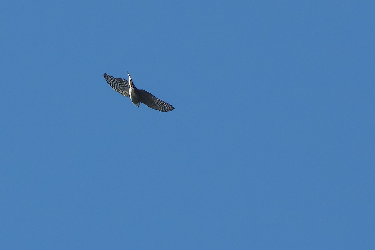 Sharp-shinned Hawk - ML628353292