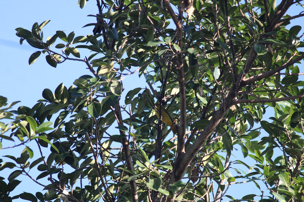 Summer Tanager - ML628353338