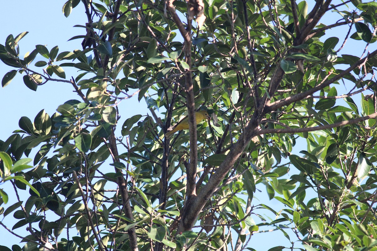 Summer Tanager - ML628353360