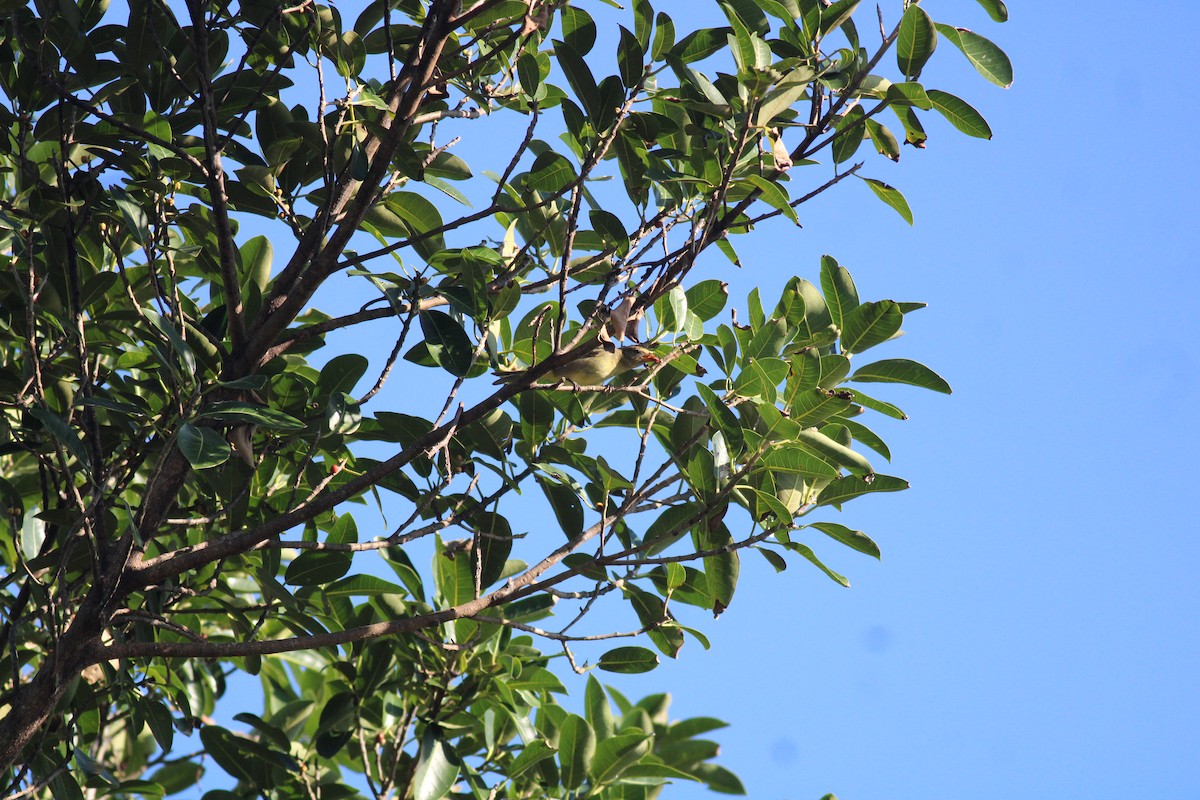 tanager sp. (Piranga sp.) - ML628353374
