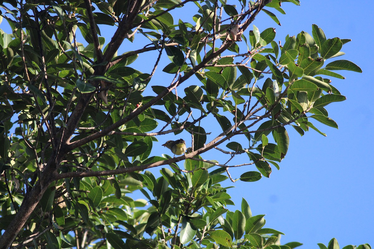 tanager sp. (Piranga sp.) - ML628353396