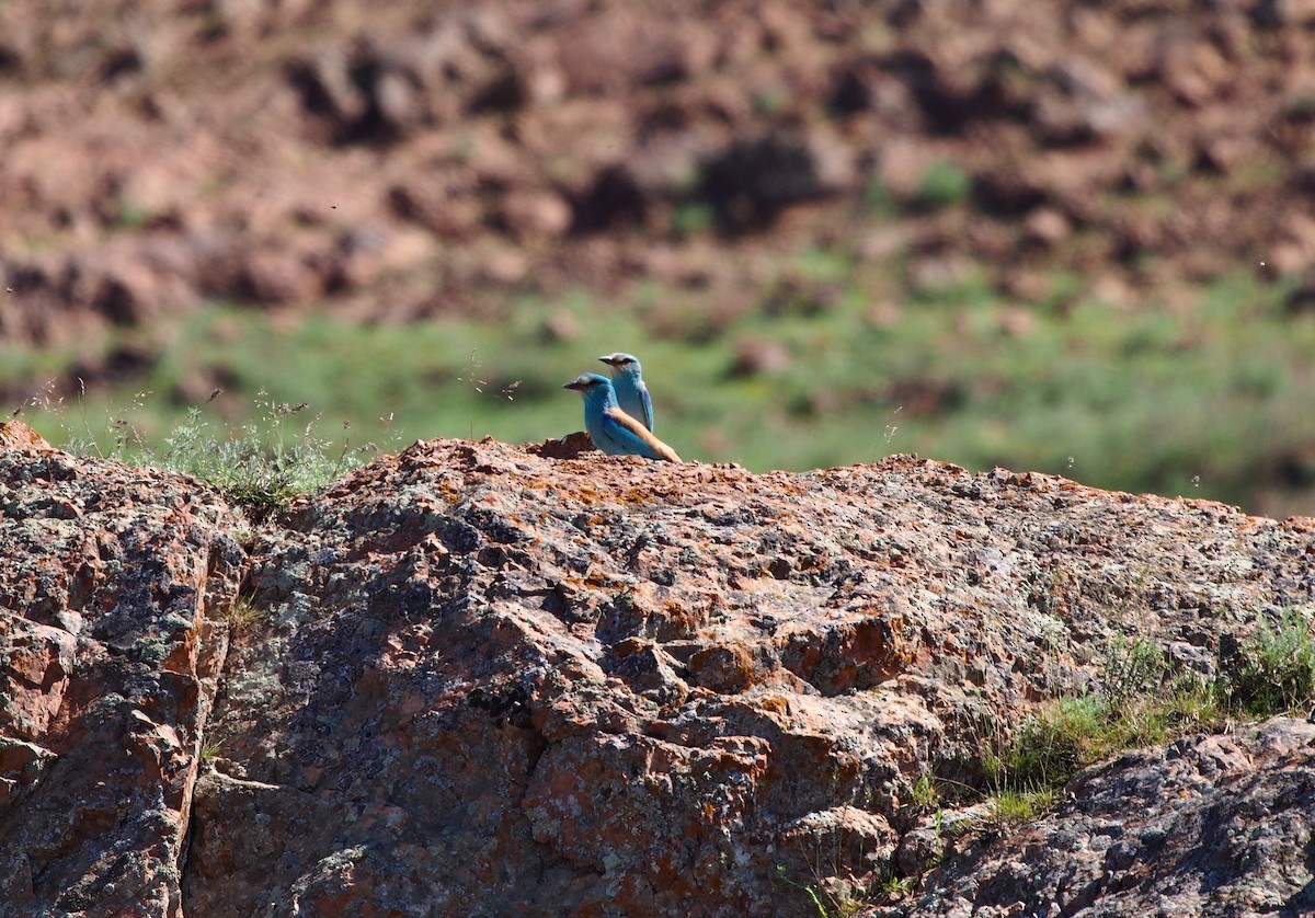 European Roller - ML628353397