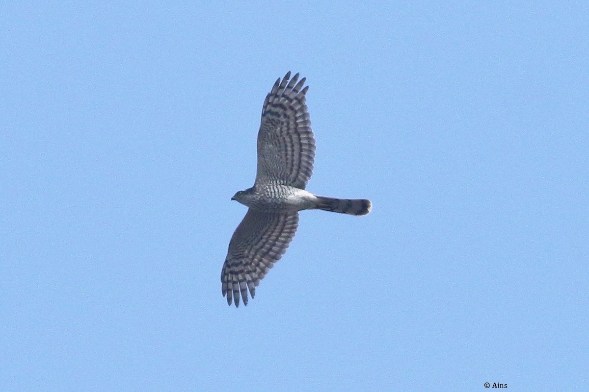 Eurasian Sparrowhawk - ML628353429
