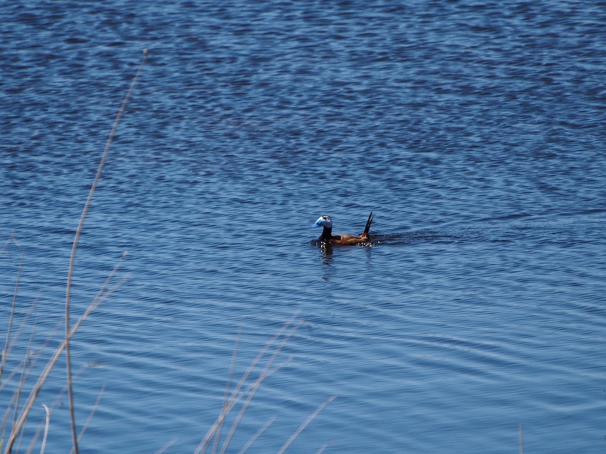 White-headed Duck - ML628353432