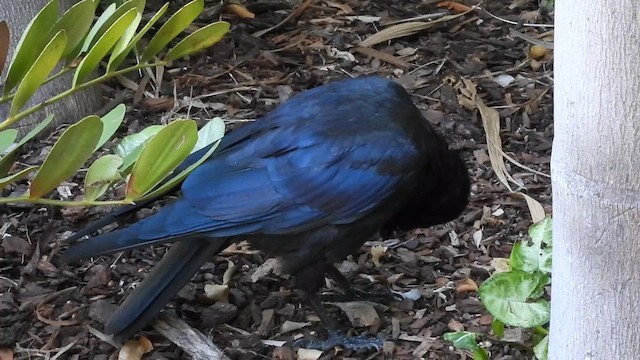 Australian Raven - ML628353447