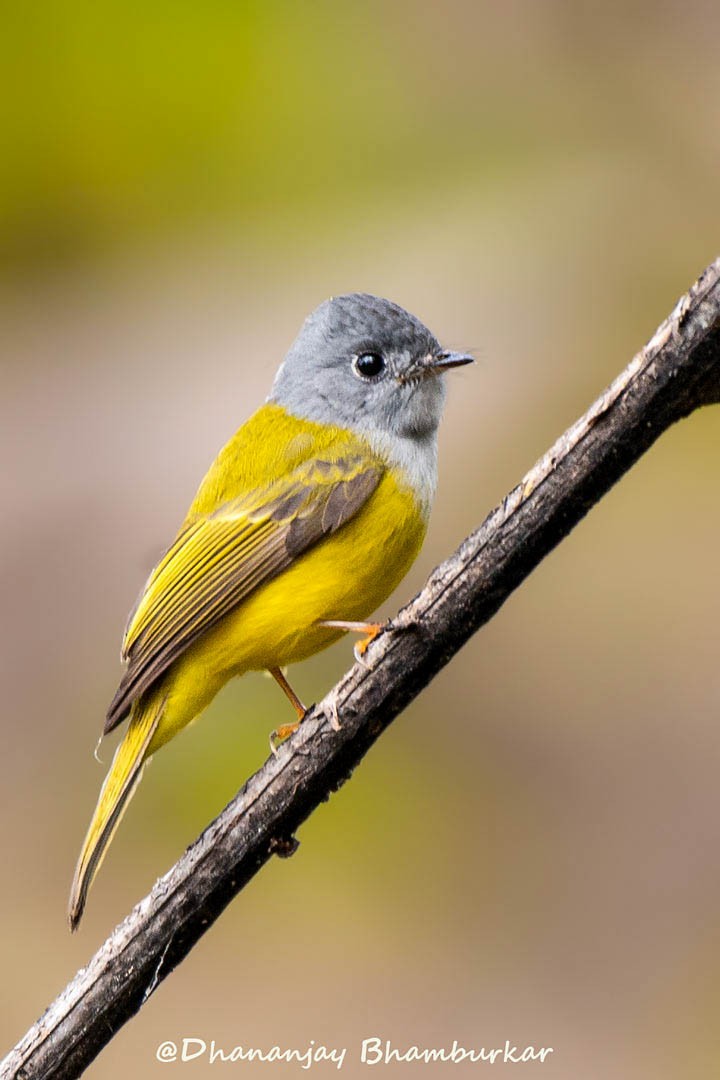 Gray-headed Canary-Flycatcher - ML628353452